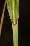 Georgia bulrush